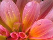 Hafsah Bint ‘Umar: the Prophet’s wife in Paradise -I